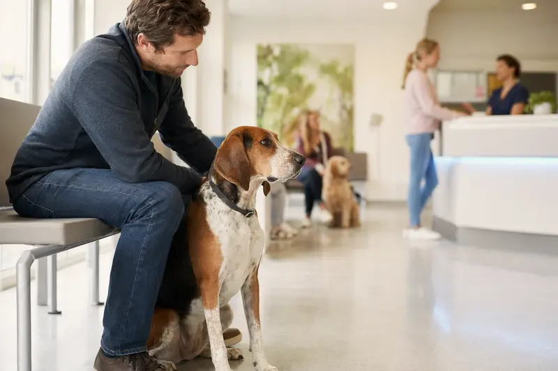 Ein American Foxhound sitzt ruhig neben seinem Besitzer in einem hellen Wartezimmer einer modernen Tierarztpraxis.